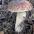 steinpilz,nadeln