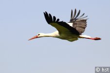 storch,fliegen