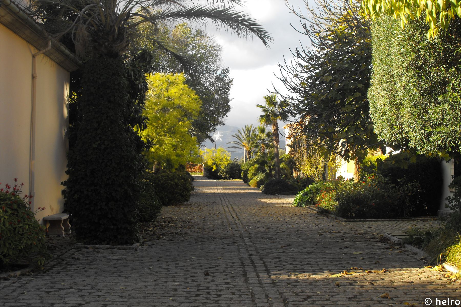 straße,bäume,palmen