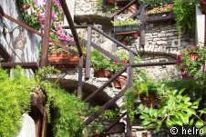 treppen,blumen