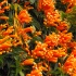 trompetenblume