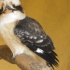 vogel,ast