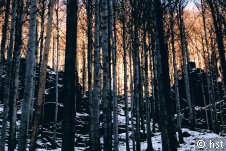wald,bäume,schnee