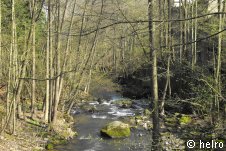 wald,fluss
