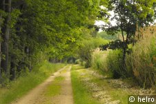 waldweg,grün