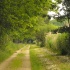 waldweg,grün