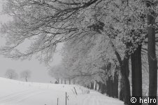 weg,schnee,winter,bäume