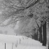 weg,schnee,winter,bäume